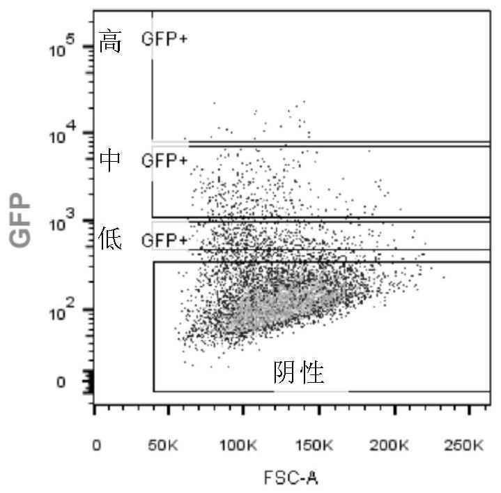 Method for carrying out protein translation by using circular RNA and application of circular RNA