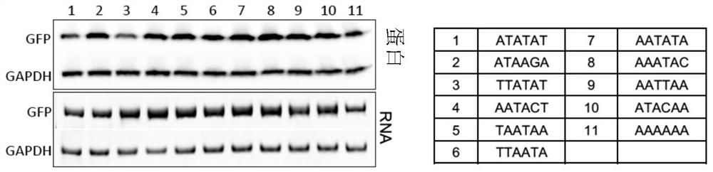 Method for carrying out protein translation by using circular RNA and application of circular RNA