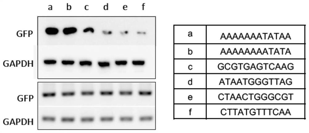 Method for carrying out protein translation by using circular RNA and application of circular RNA