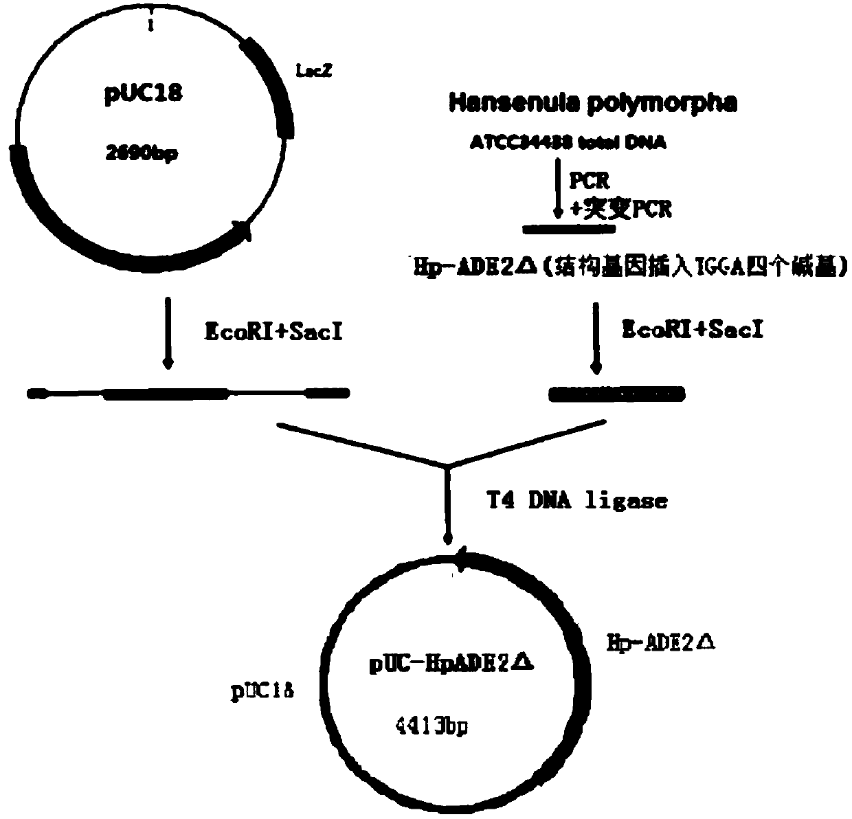 Double-plasmid-cotransformed genetically-engineered strain with high expression of exogenous gene