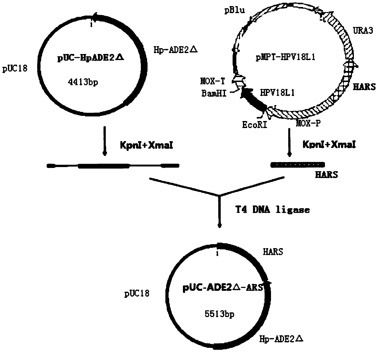 Double-plasmid-cotransformed genetically-engineered strain with high expression of exogenous gene