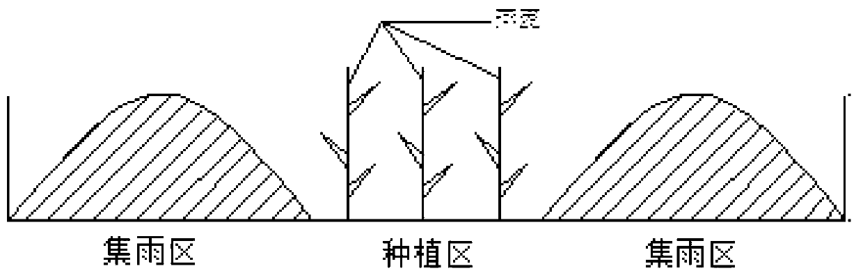 Covering cultivation method for biodegradable mulching films in semi-arid region