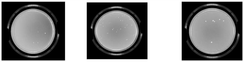 Natural plant essential oil microemulsion antibacterial spray and preparation method thereof