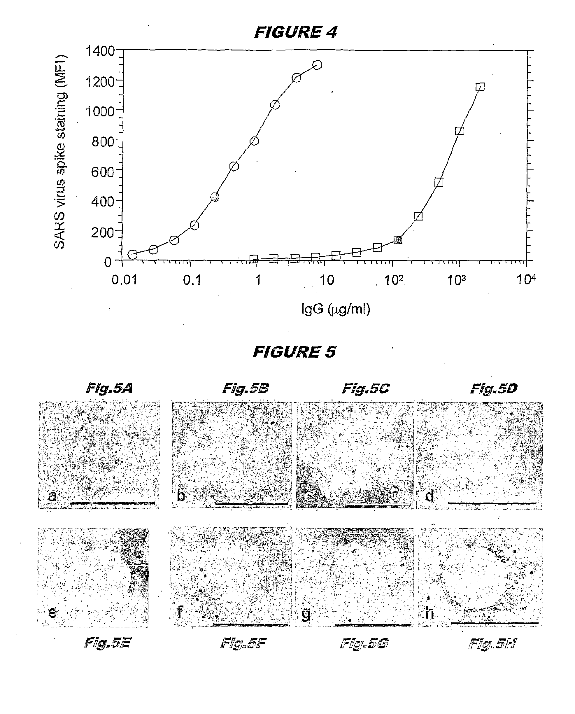 Monoclonal antibody production by ebv transformation of b cells