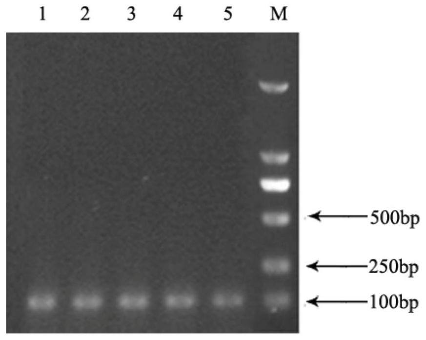 Cephalosporin C acylase mutant and its preparation method and application