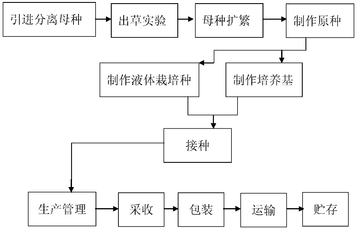 Cordyceps militaris factory production method and process