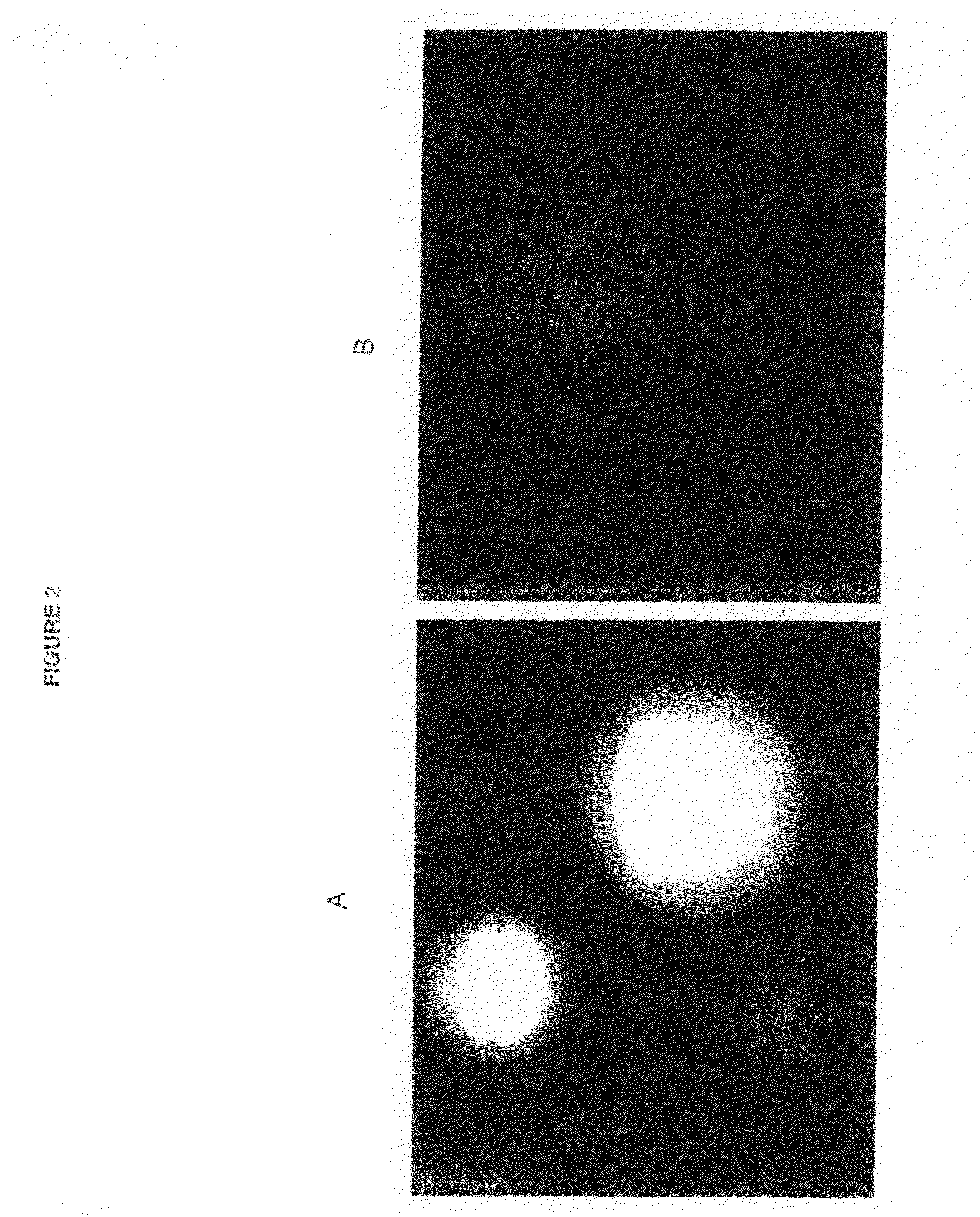 Animals, cells and methods for production of detectably-labeled antibodies