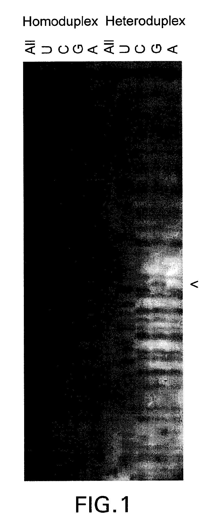 Methods of screening nucleic acids for single nucleotide variations