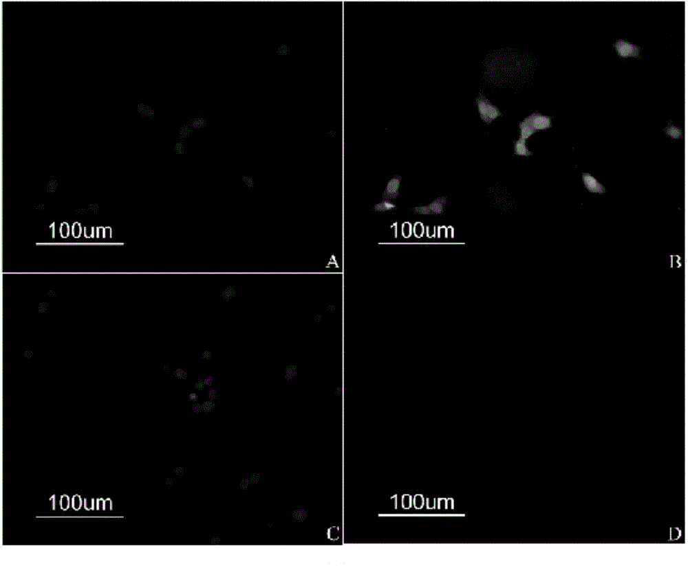 Human cytomegalovirus active infection rapid detection method and reagent kit for detection method