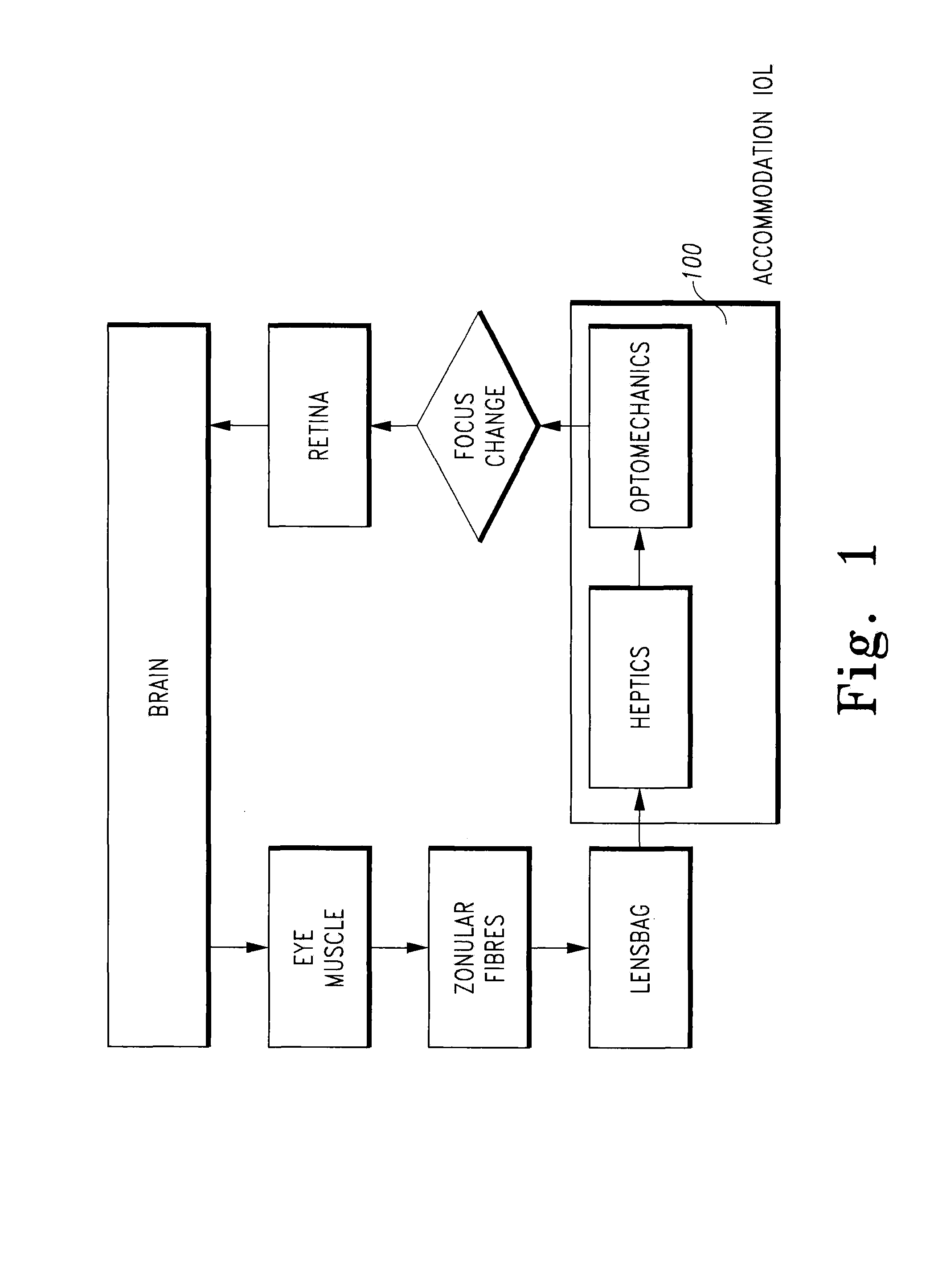 Interfacial refraction accommodating lens (IRAL)