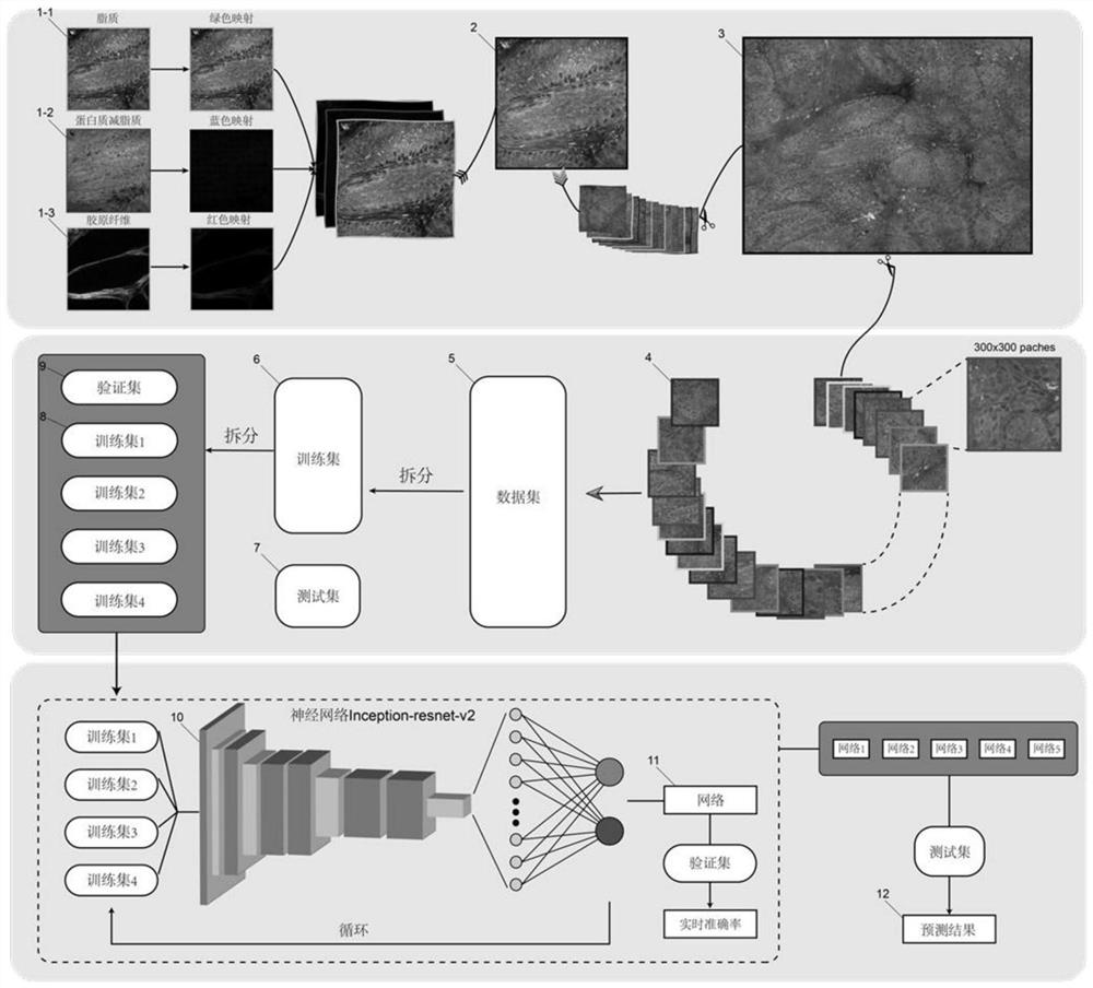 Endogastric biopsy Raman image auxiliary diagnosis method and system based on artificial intelligence