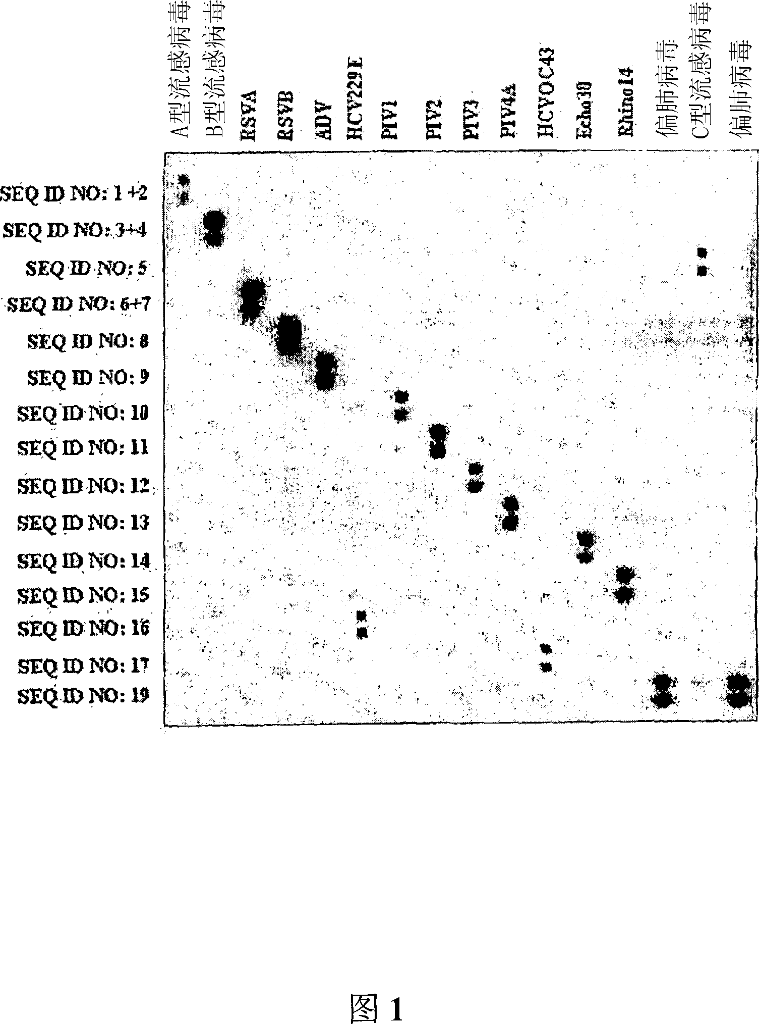 Probes and methods for the simultaneous detection and identification of multiple viruses that cause respiratory infections in humans