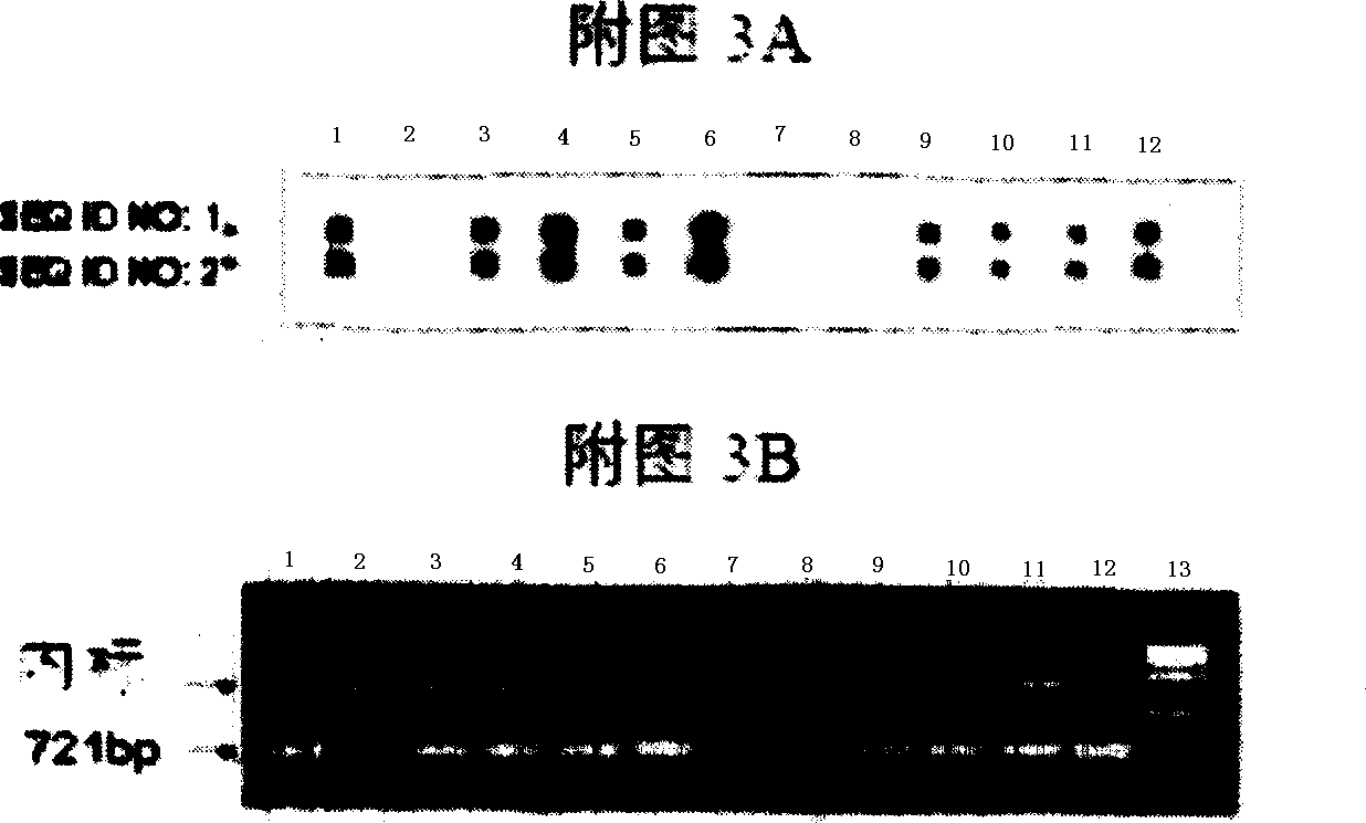 Probes and methods for the simultaneous detection and identification of multiple viruses that cause respiratory infections in humans