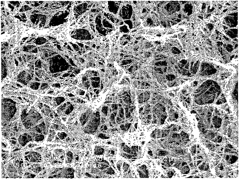 Titanium oxide nano wire film on metallic titanium surface and manufacture method thereof