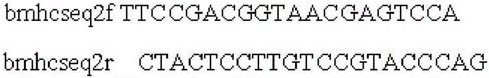 Bombyx mori silk fibroin heavy chain gene mutant obtained by utilizing CRISPR/Cas technology and mutation method and application