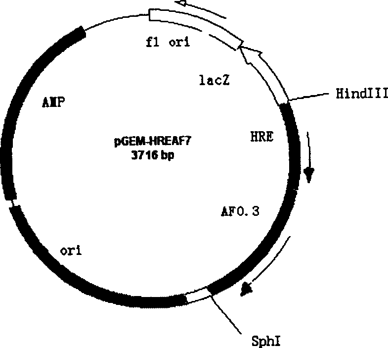 Oncolytic adenovirus with target for liver cancer and its preparation method and use