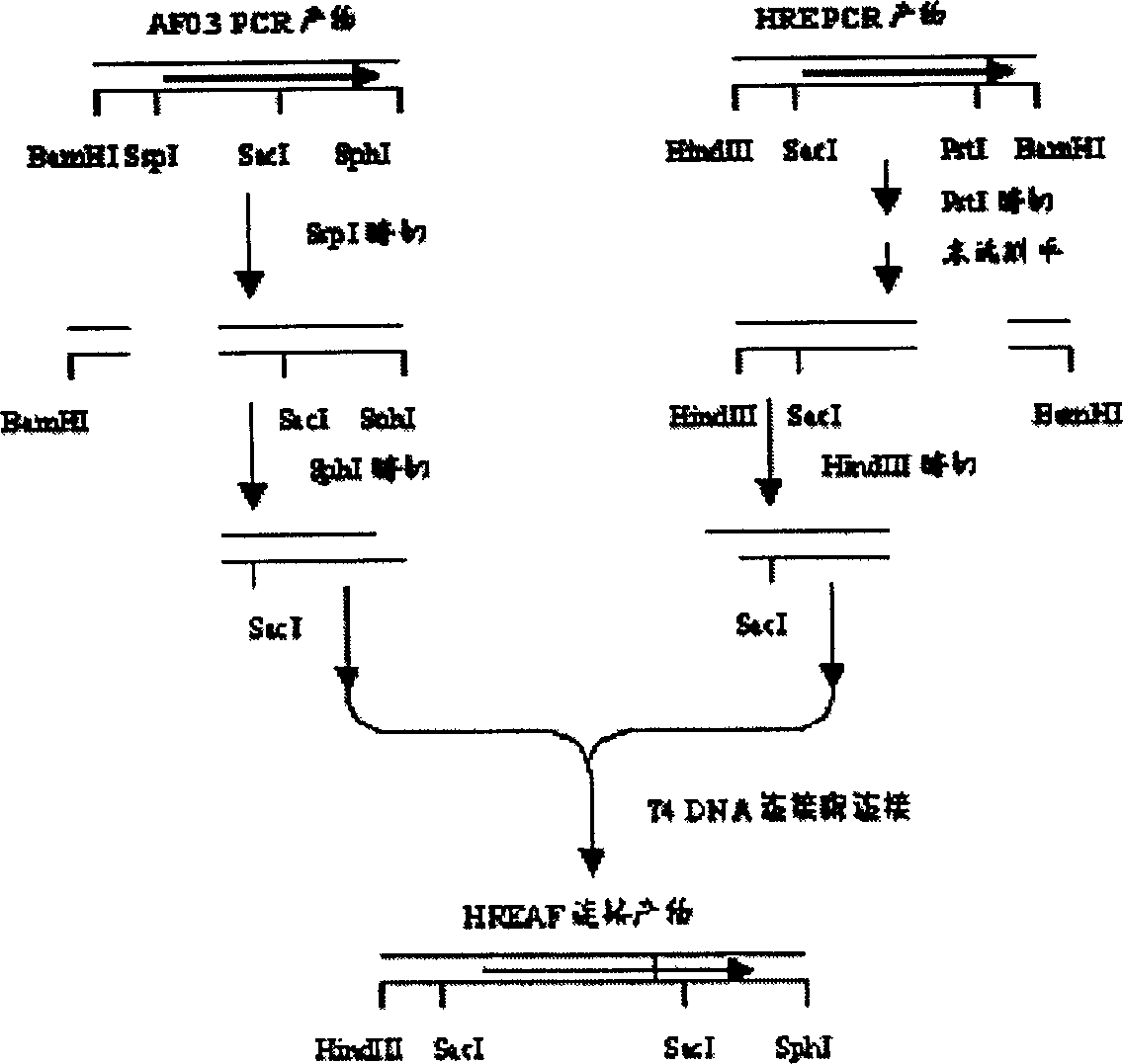 Oncolytic adenovirus with target for liver cancer and its preparation method and use