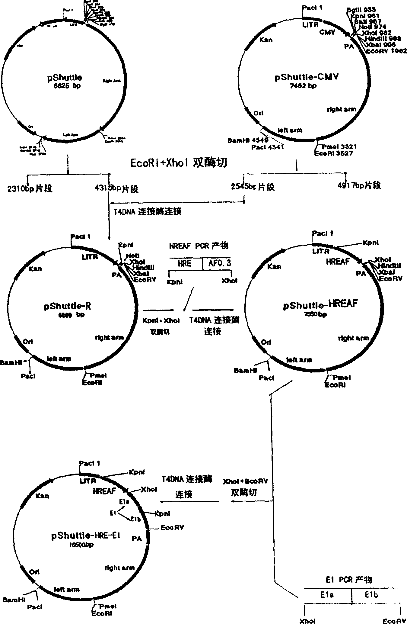 Oncolytic adenovirus with target for liver cancer and its preparation method and use