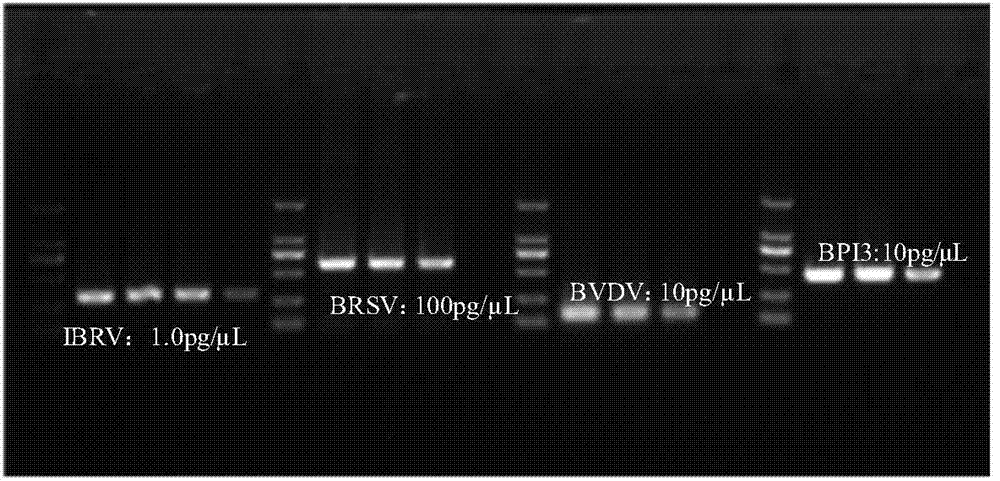 Multiplex-PCR (polymerase chain reaction) detection kit for bovine respiratory disease complex and preparation method thereof