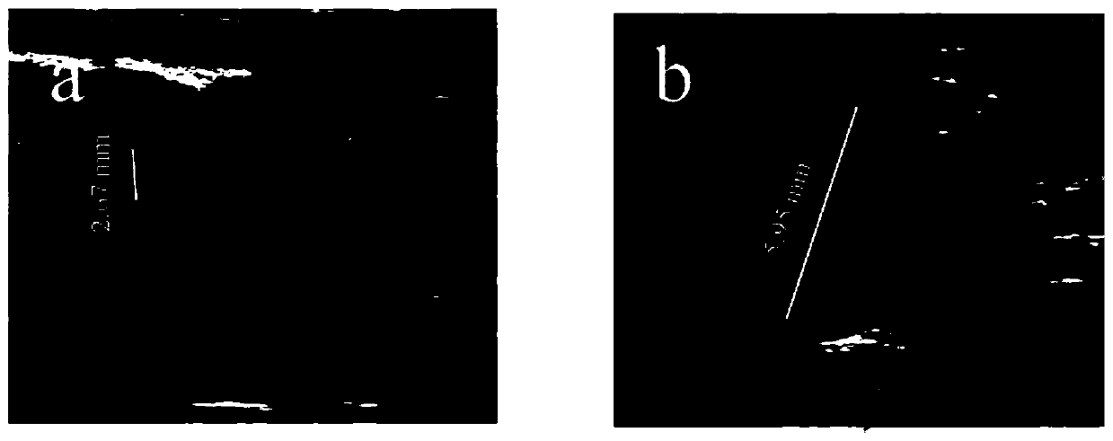 Method for making ascending aortic aneurysm animal model