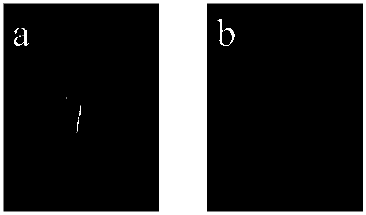 Method for making ascending aortic aneurysm animal model