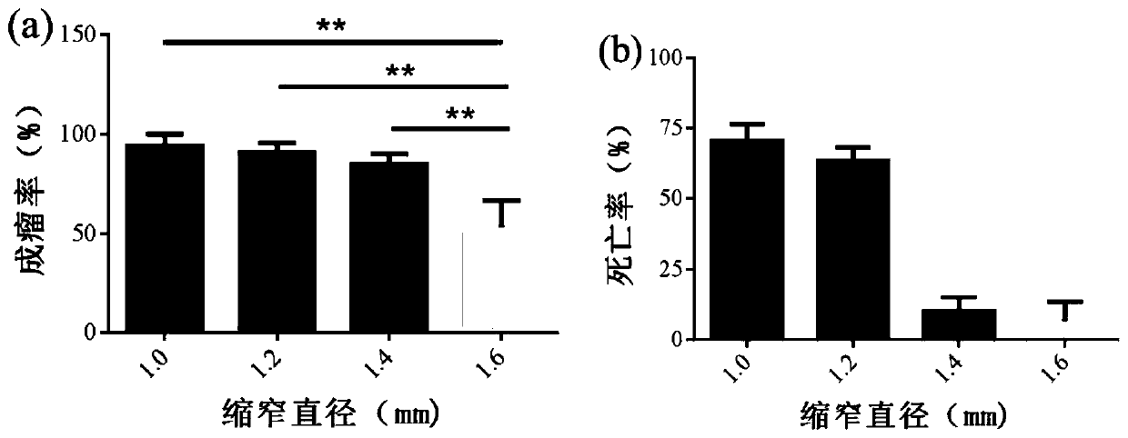 Method for making ascending aortic aneurysm animal model