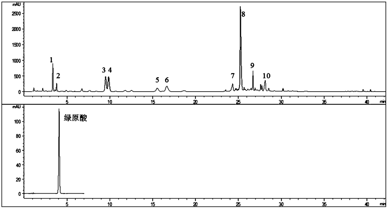 Senecio cineraria total flavonoid extract as well as preparation method and application of extract in cosmetics thereof