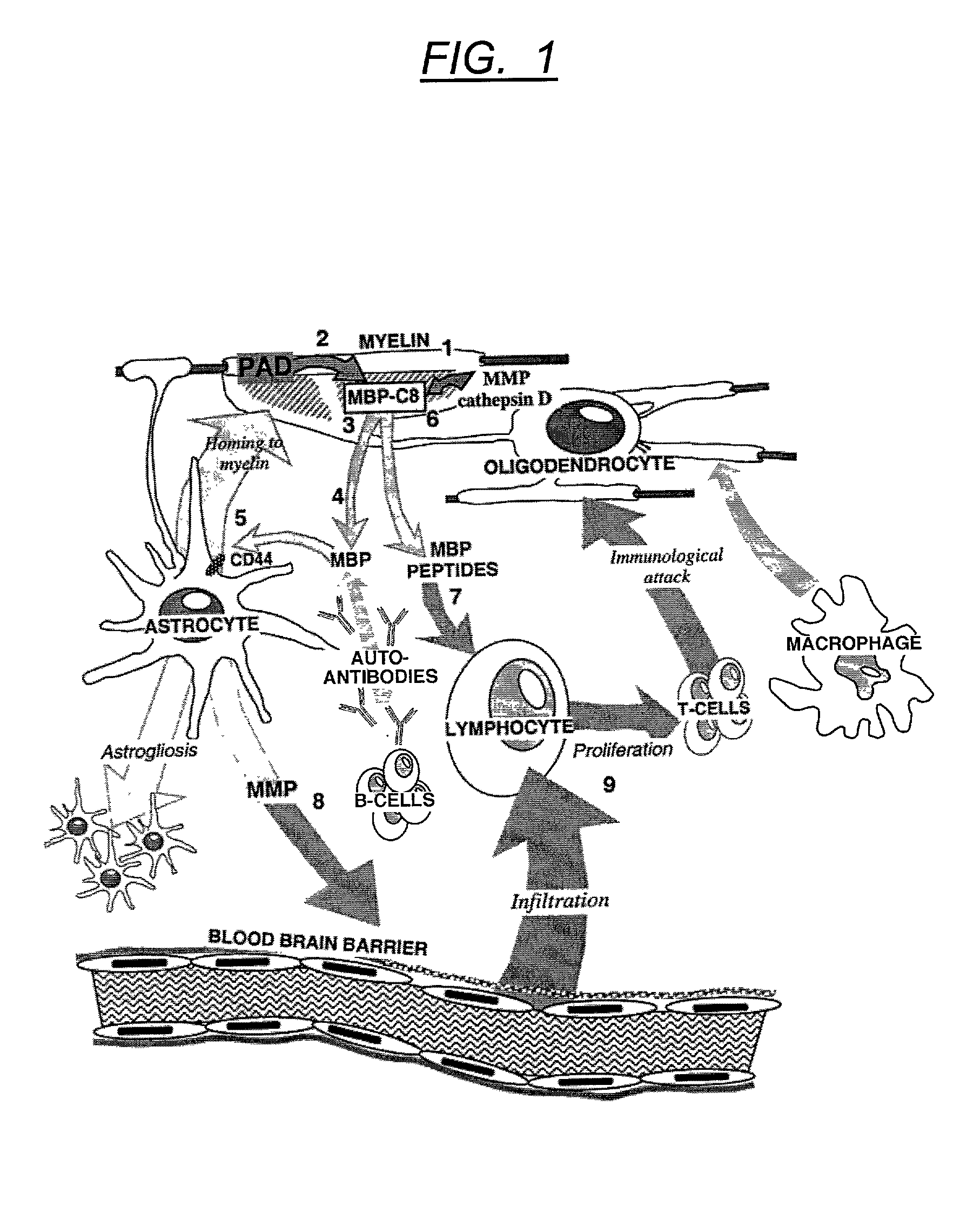 Method for diagnosing multiple sclerosis and an assay therefore