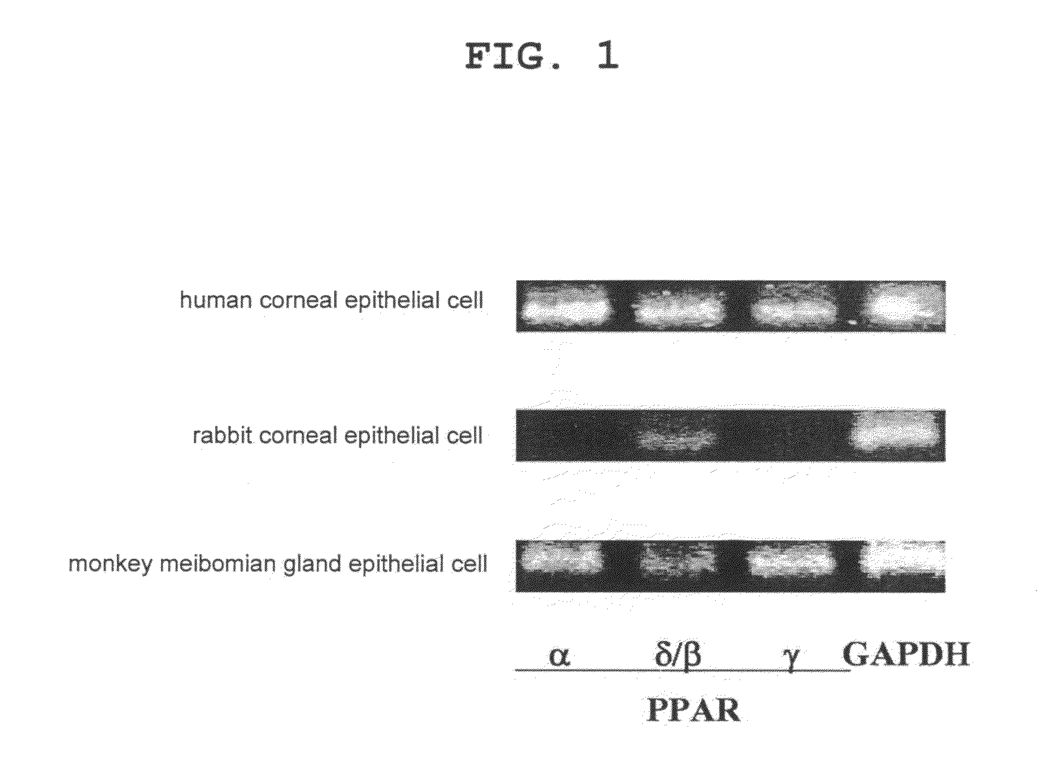 Pharmaceutical containing ppara agonist