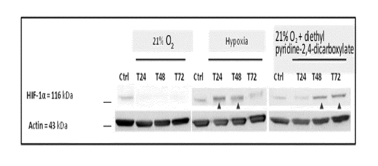 Process for evaluating active agent(s) capable of preserving the functionality of epithelial stem cells