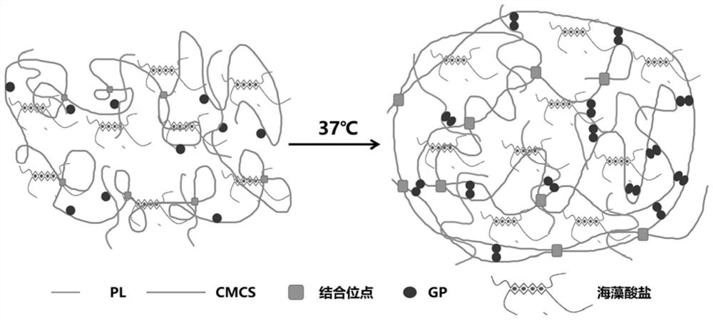 Carboxymethyl chitosan-alginate injectable dual-network temperature-sensitive hydrogel and preparation method and application thereof