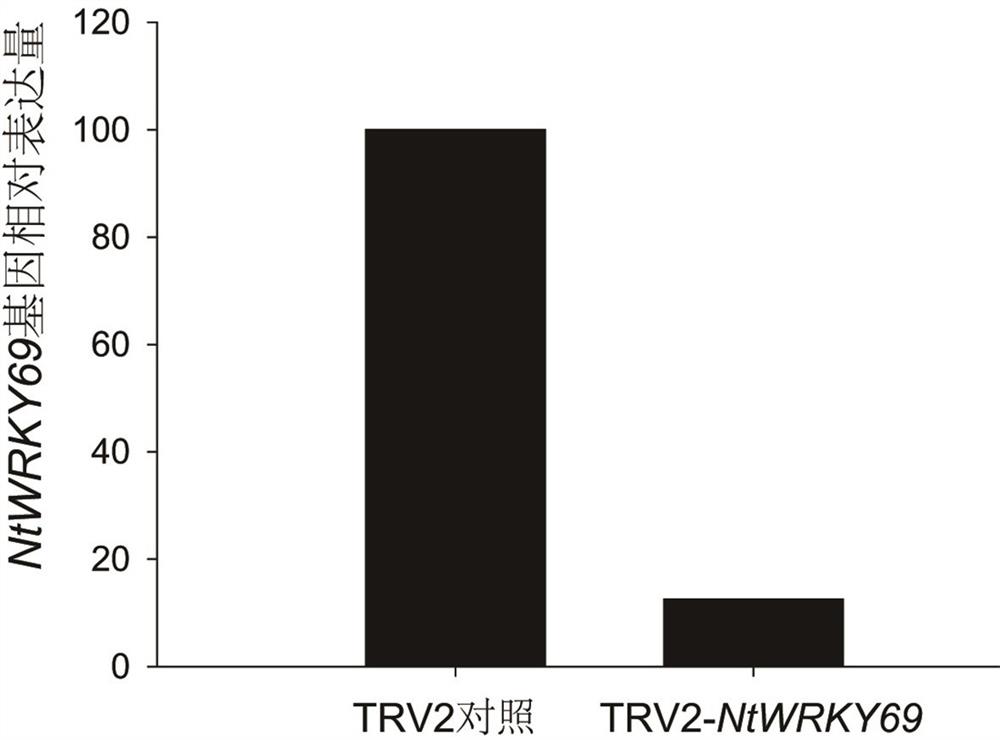 ntwrky69 Gene Affecting Tobacco Pigment Content and Its Application