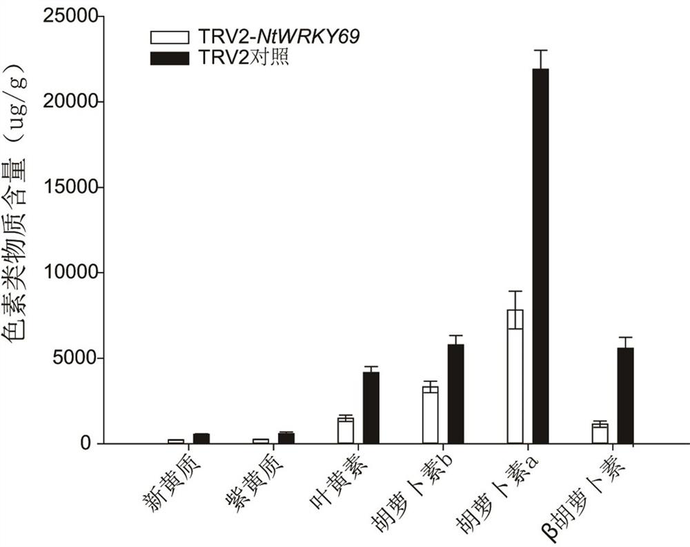 ntwrky69 Gene Affecting Tobacco Pigment Content and Its Application