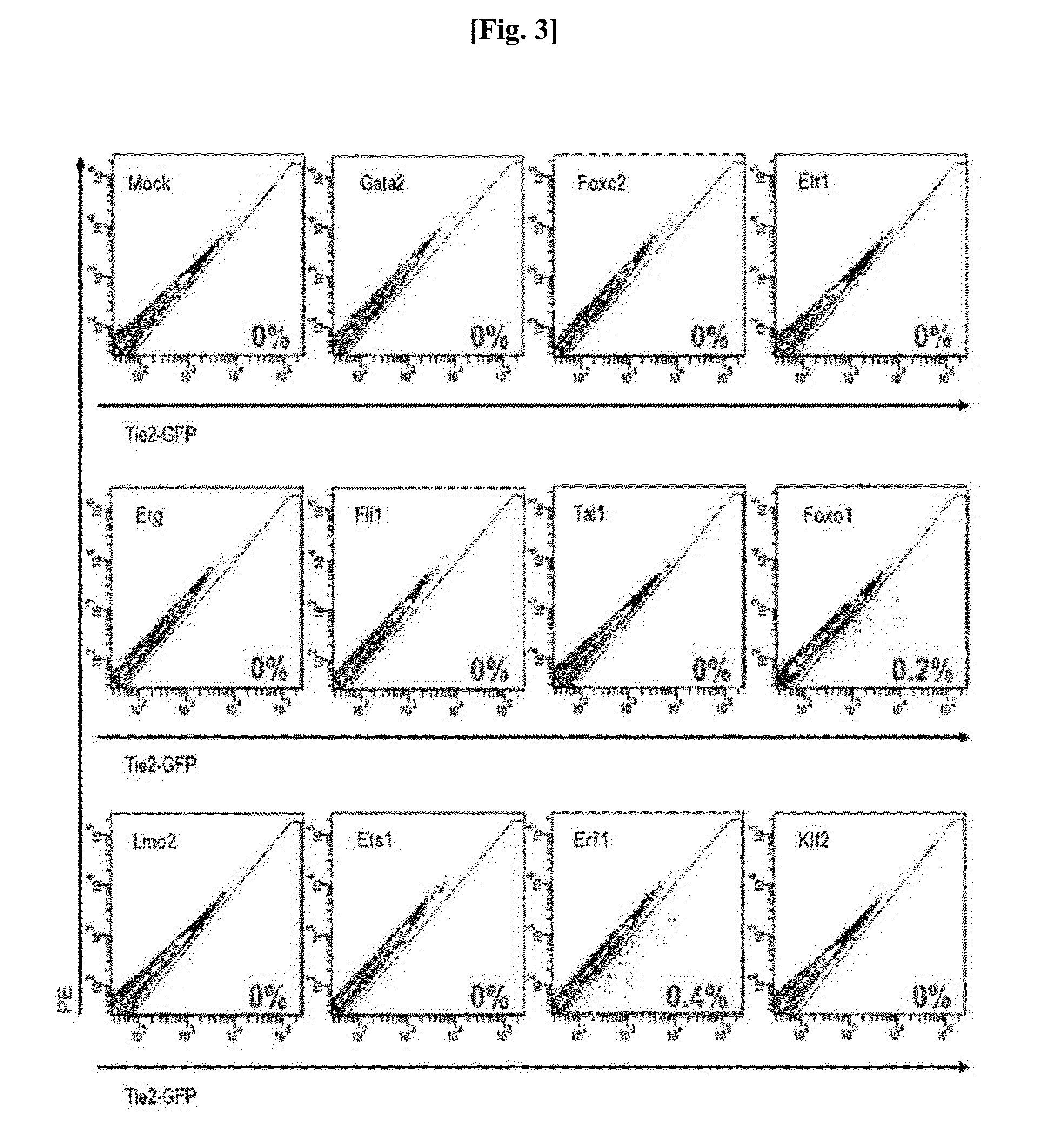 Method for preparing of endothelial cells by transformation (transdifferentiation) of adult fibroblast, and use thereof