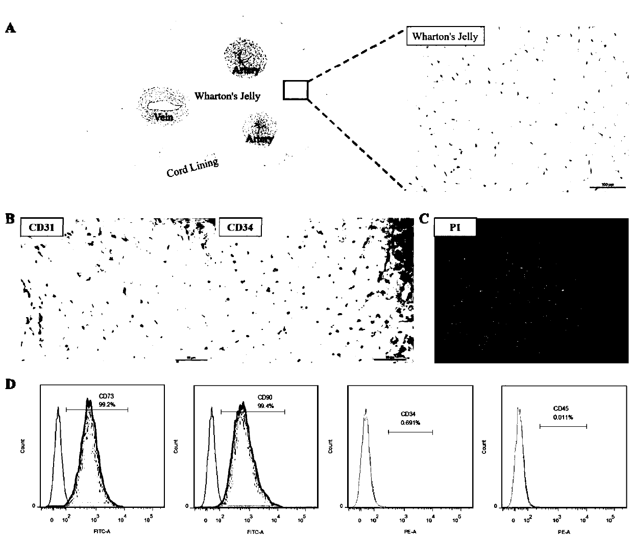 Method for enhancing osteogenic ability of human umbilical cord mesenchymal stem cells