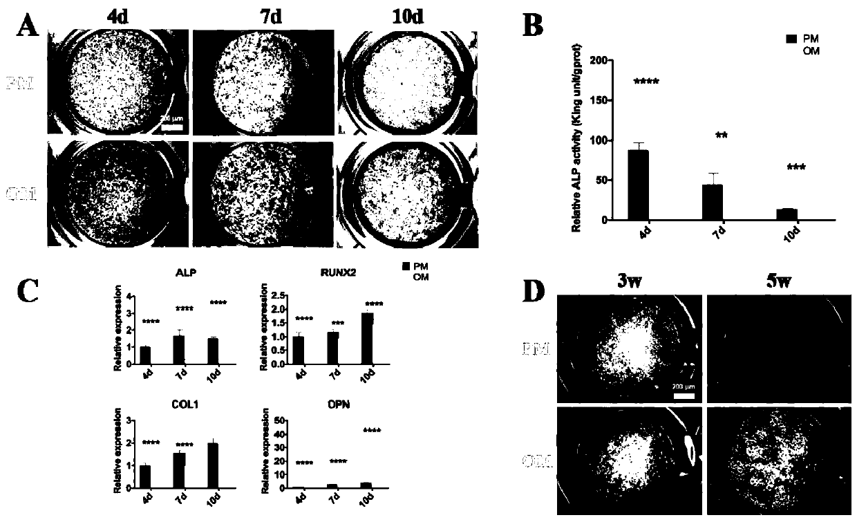 Method for enhancing osteogenic ability of human umbilical cord mesenchymal stem cells