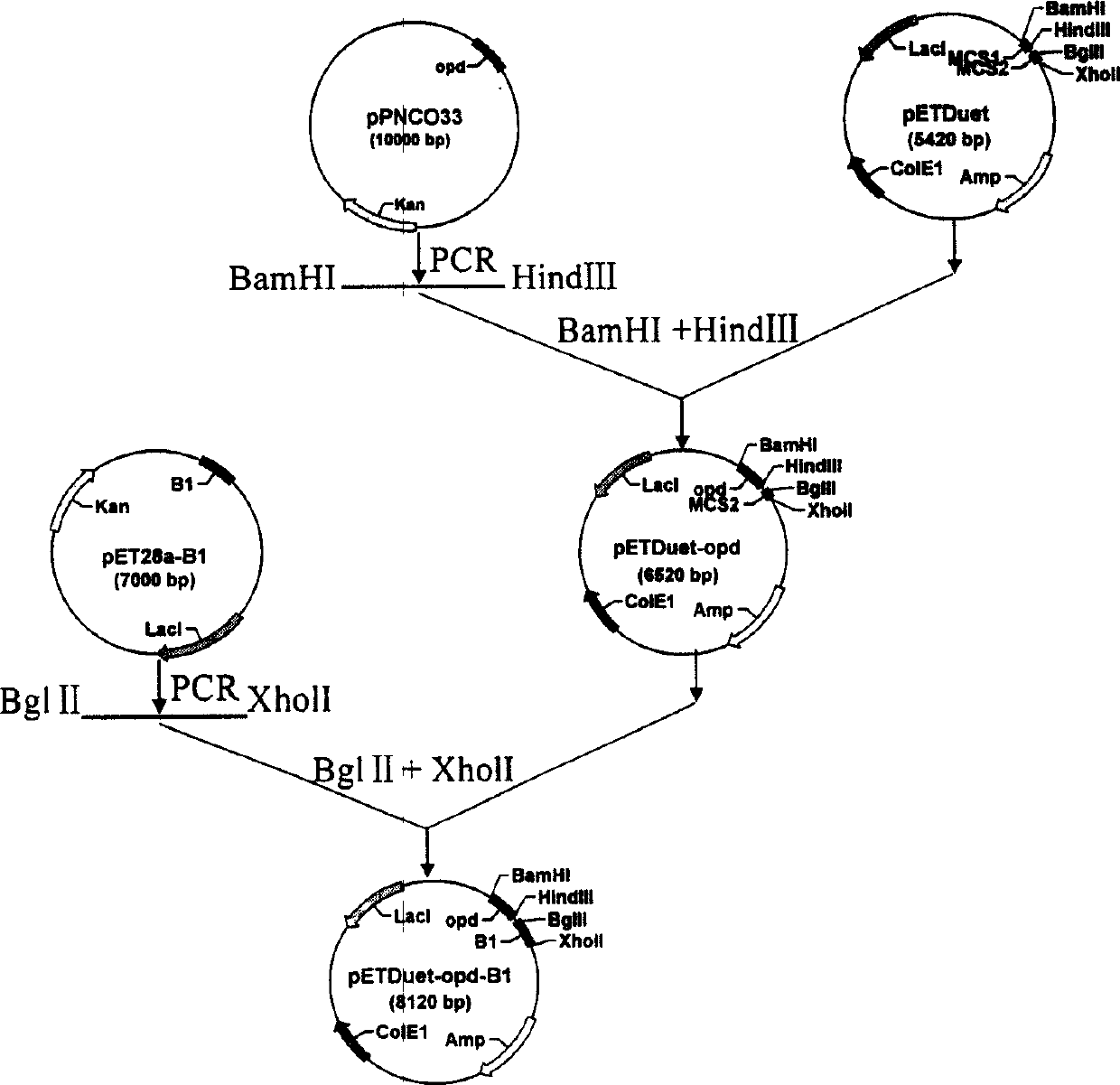 Super engineering bactrerin, its expressed detoxicating enzyme, construction method and application