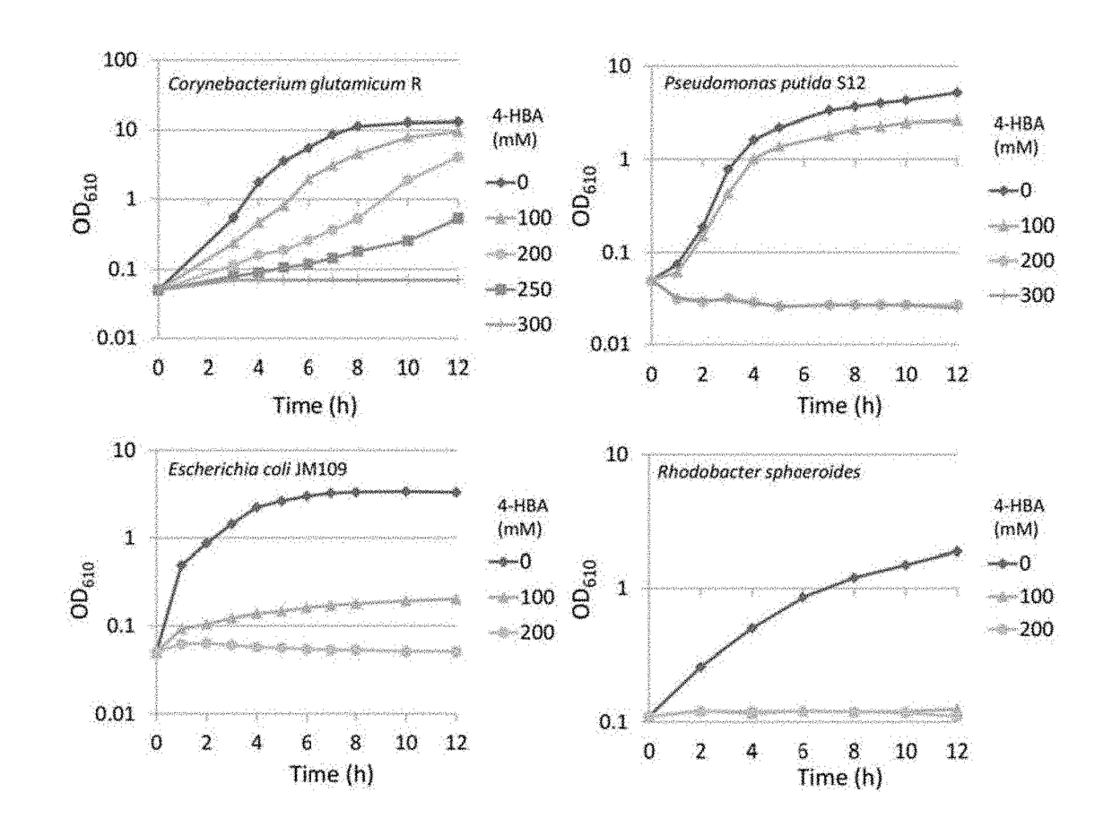 Coryneform bacterium transformant and process for producing 4-hydroxybenzoic acid or salt thereof using the same