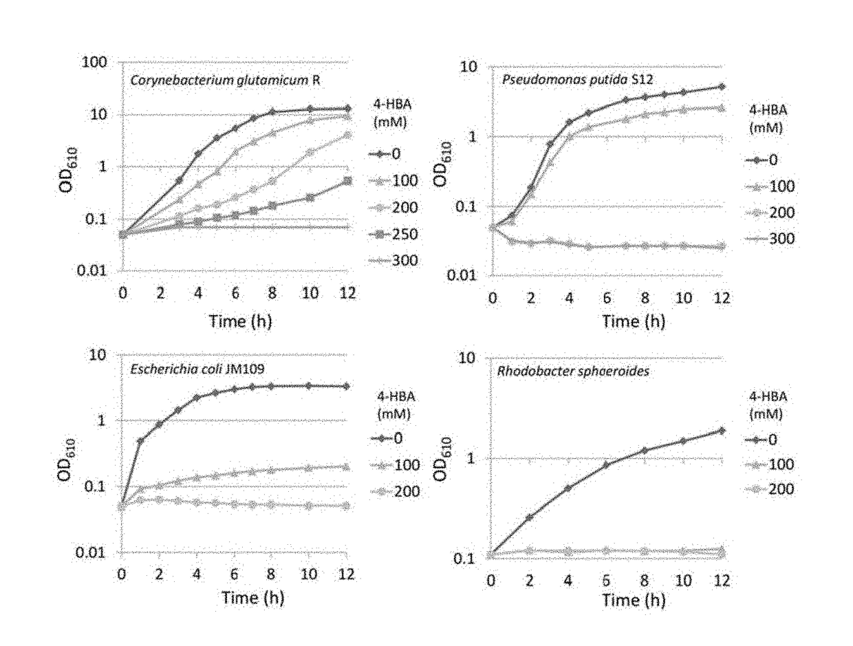 Coryneform bacterium transformant and process for producing 4-hydroxybenzoic acid or salt thereof using the same