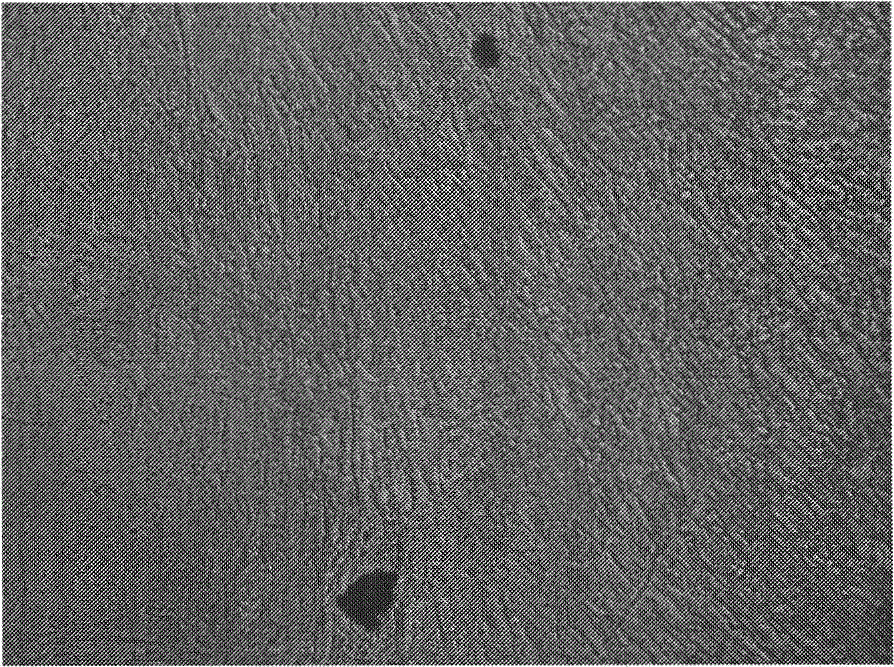 Tissue engineered breast transplant and constructing method thereof