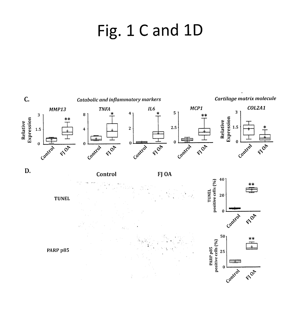 Mirna biomarkers for cartilage degeneration