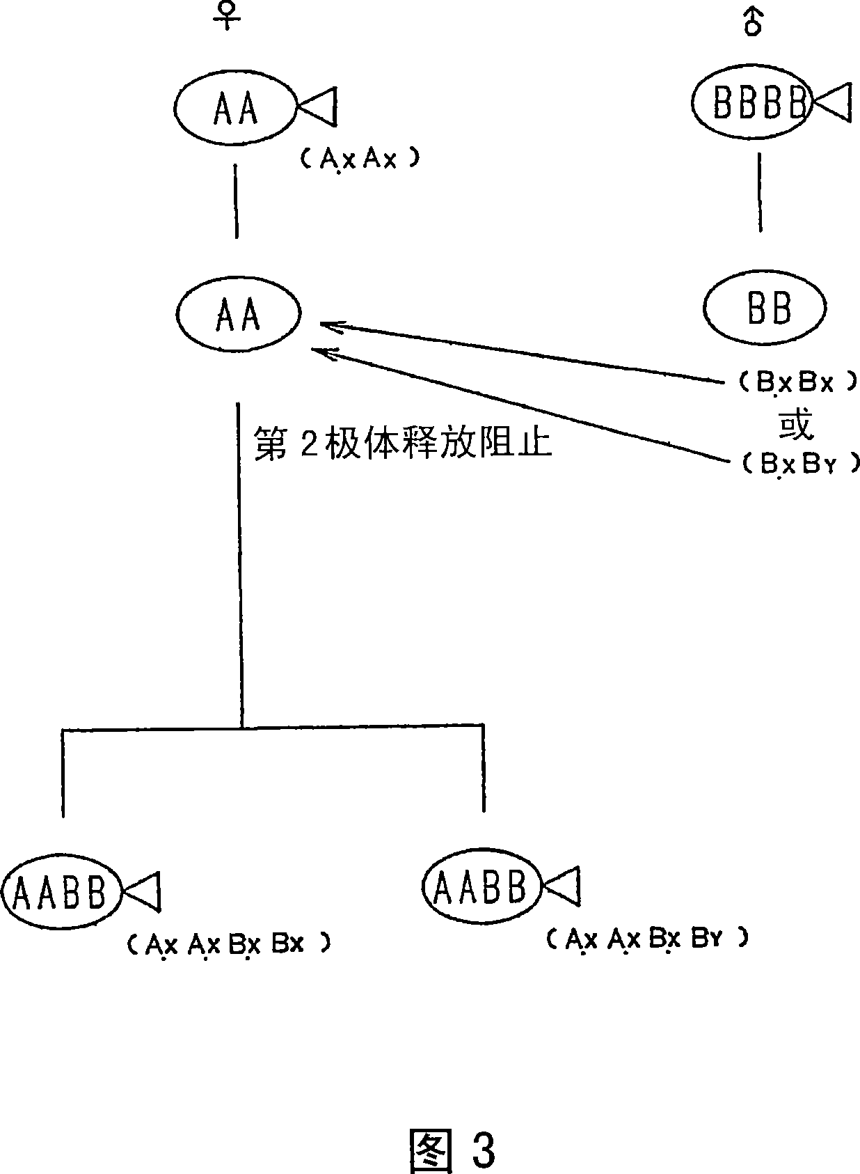 Amphiploid aquatic animal and method of breeding same