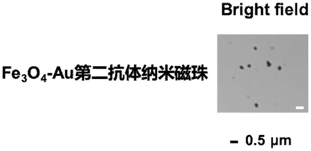 An electrochemical immunosensor for detecting secreted autophagosomes and its preparation method and application