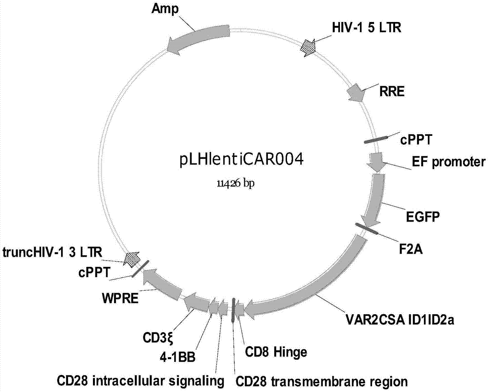 Anti-placenta-like chondroitin sulfate chimeric antigen receptor and applications thereof