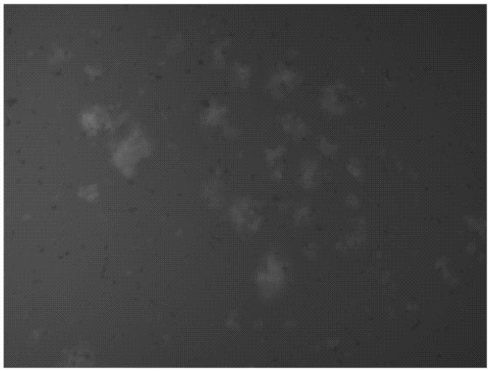 Anti-placenta-like chondroitin sulfate chimeric antigen receptor and applications thereof