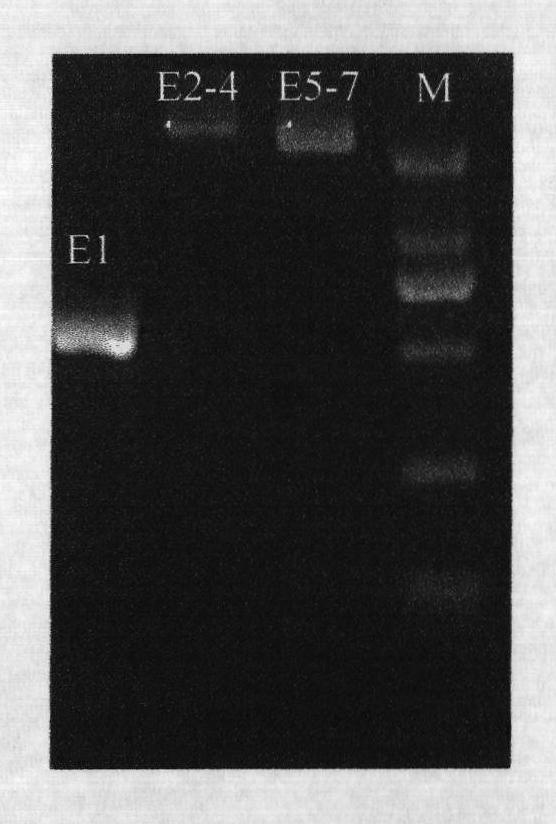 Polymerase chain reaction-sequence based typing (PCR-SBT) method for ABO blood type genotyping and reagent