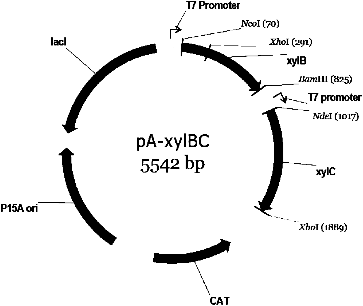 Biological synthesis method of xylosic acid