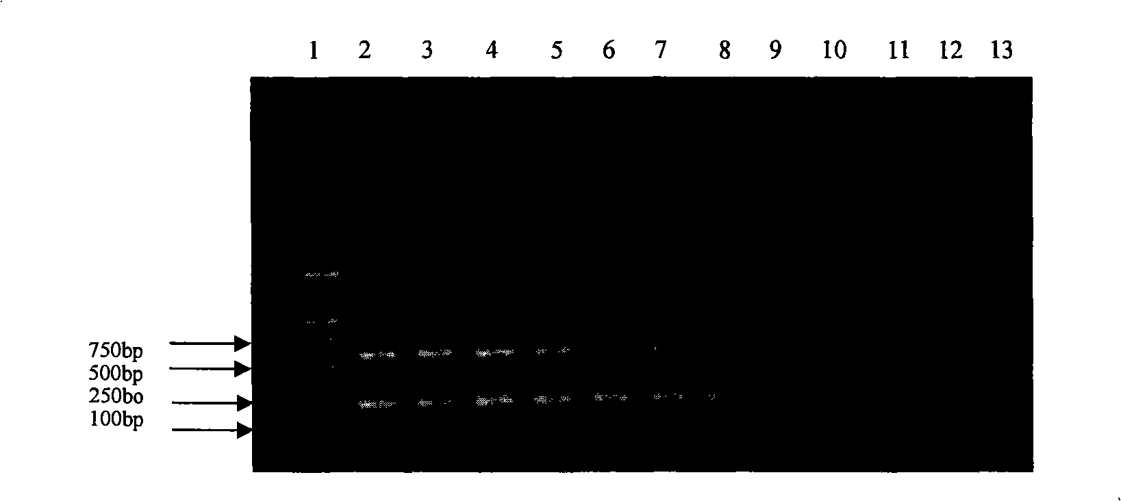 Multiplex RT-PCR method for diagnosing equine influenza virus and identifying subtype thereof