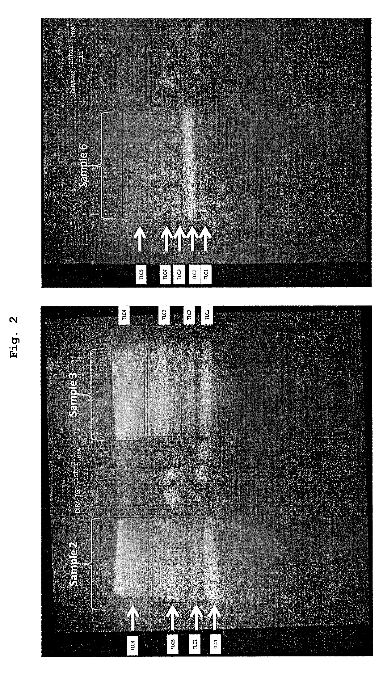 Triglyceride and use thereof