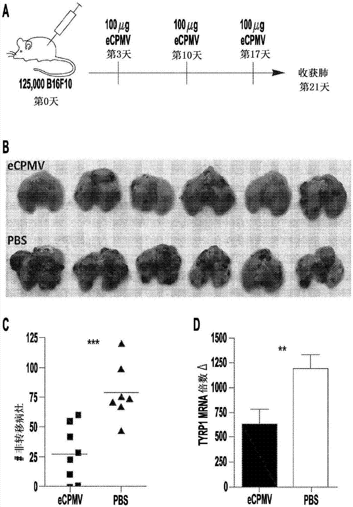 Cancer immunotherapy using virus particles